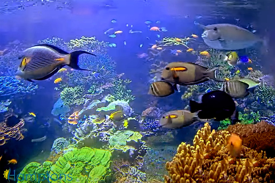 aquarium coral reef exhibit