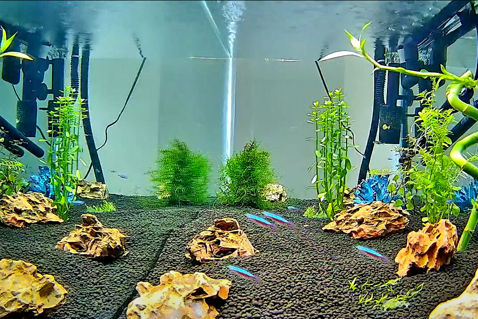 home aquarium 