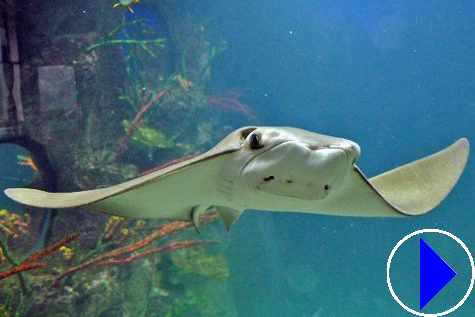 ray in an aquarium