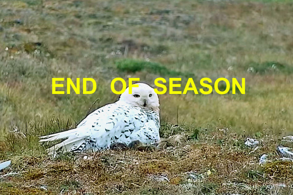 arctic snowy owl nesting in alaska