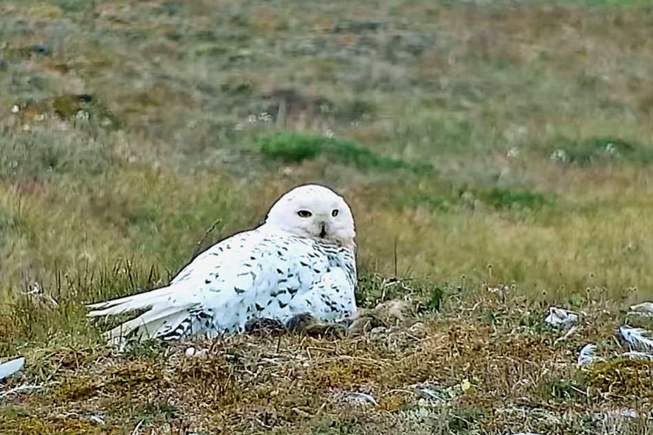arctic snowy owl nesting