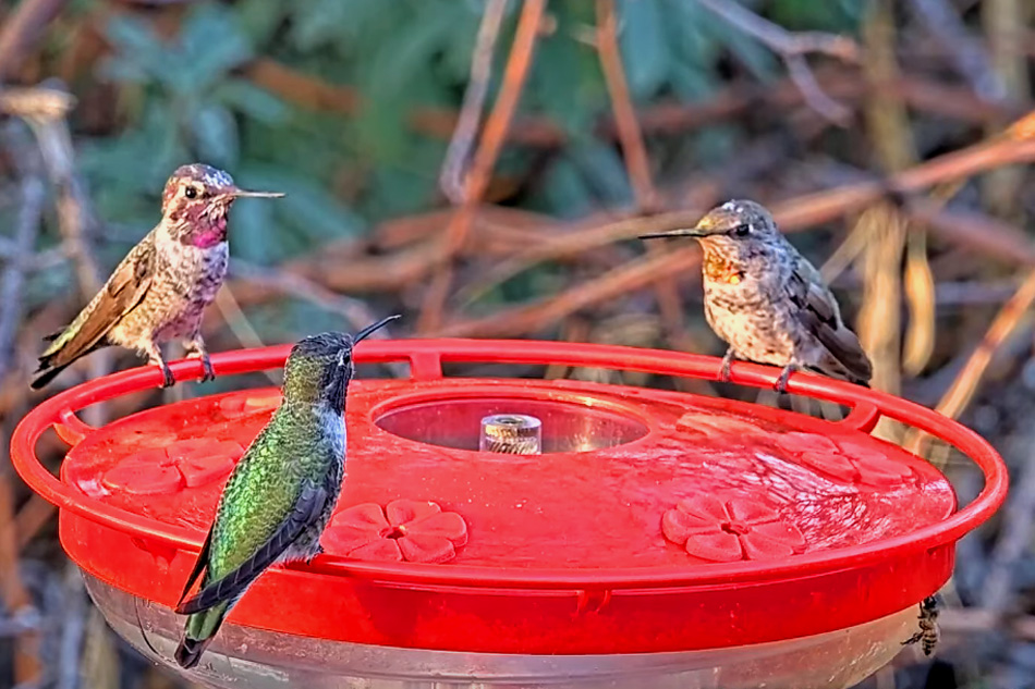 hummingbirds at a feeder in arizonar