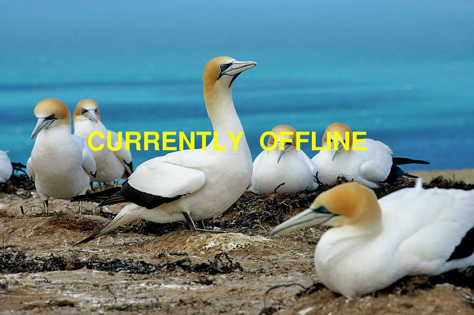 australasian gannet colony