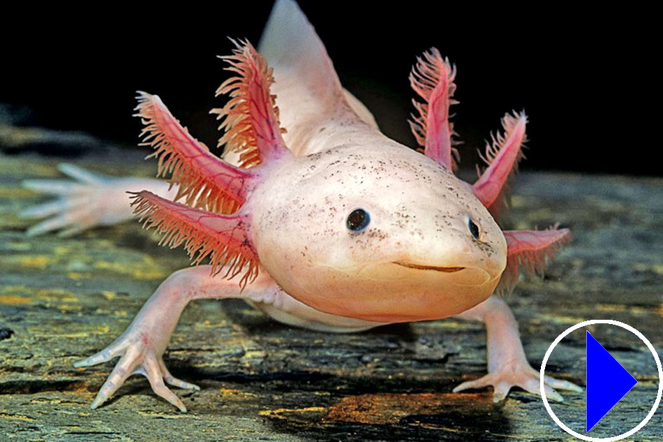 axolotl