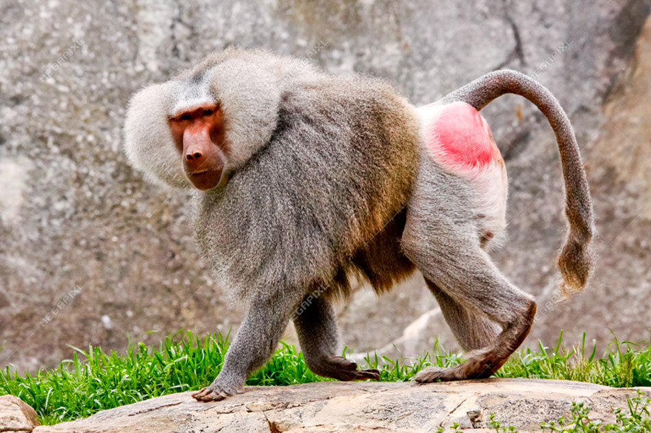 hamadryas baboon