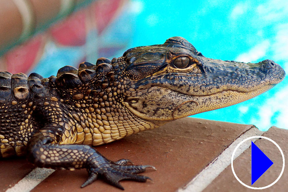 Baby Aligators