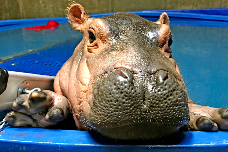 baby hippo fiona
