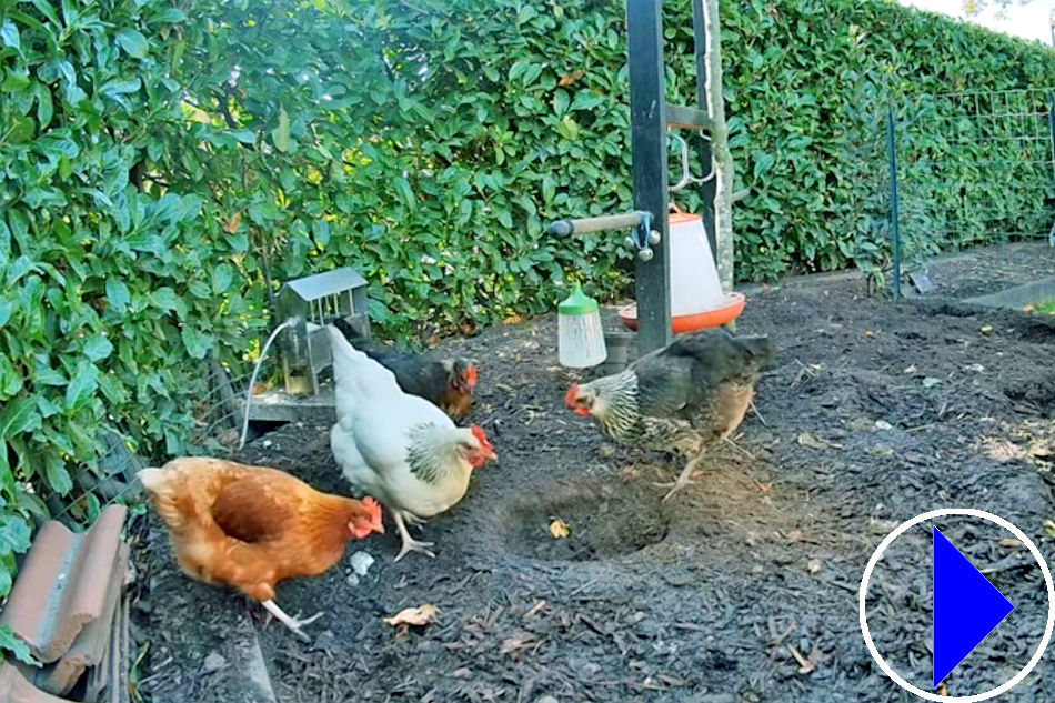 backyard chickens in yorkshire england