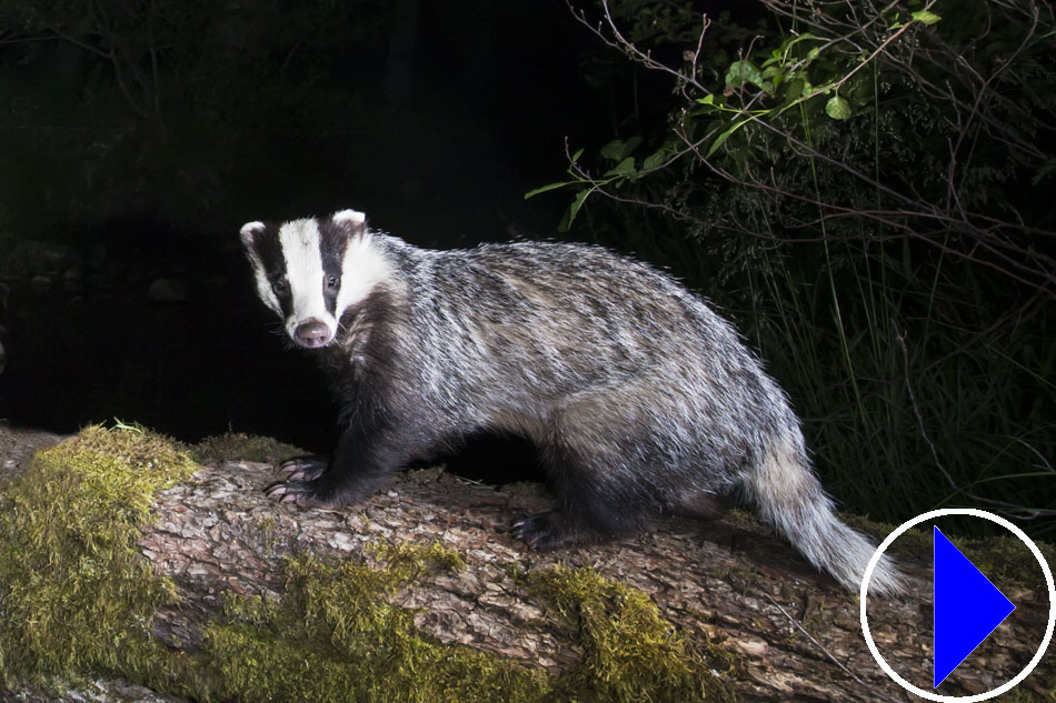 badger at night