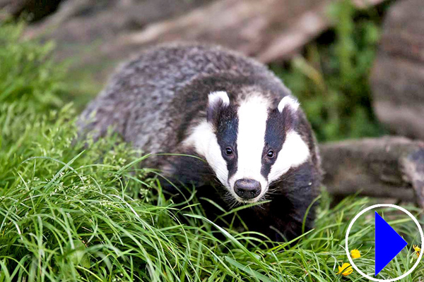 badger in cumbria