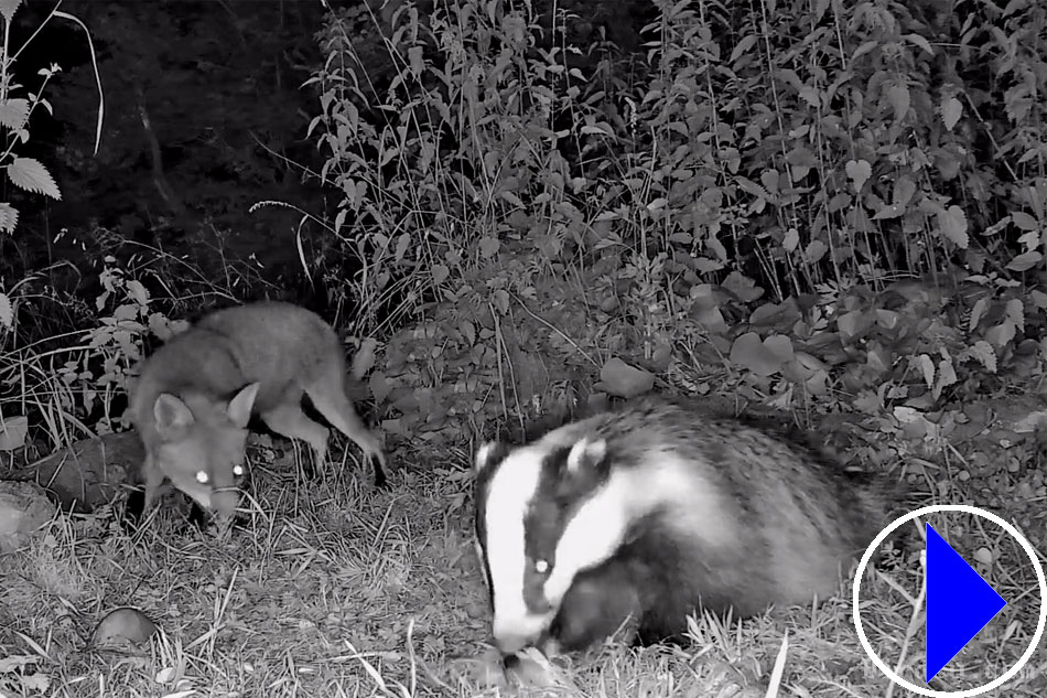 badger and a fox at night