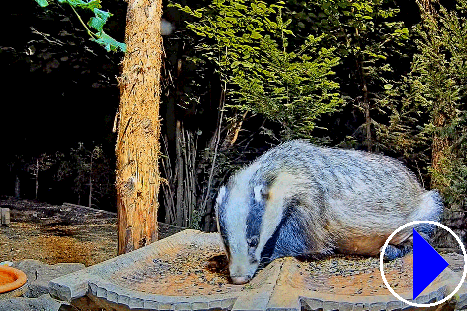 badger at night