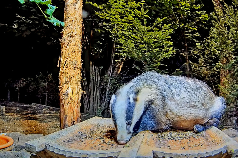 Badger at a feeder in poland