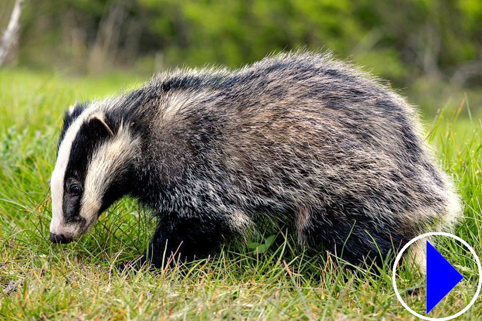 badger at a sett