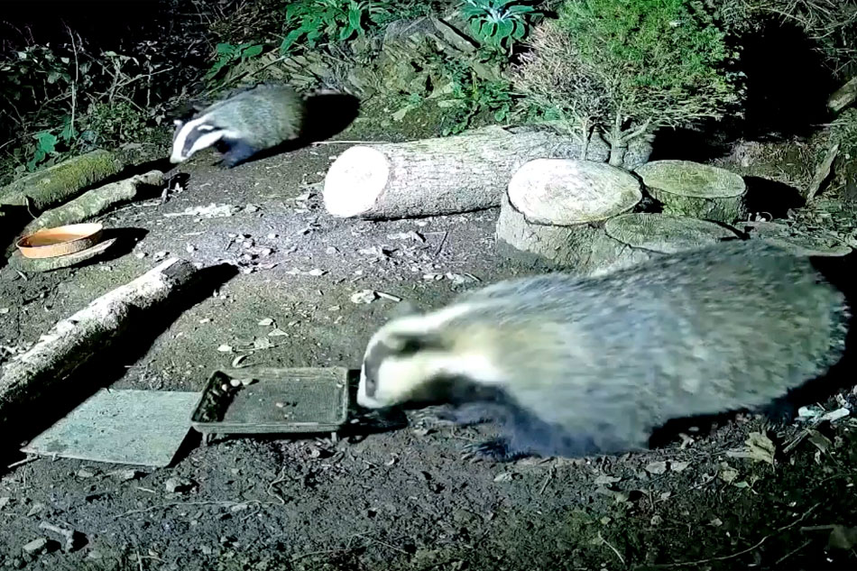 Badgers in cornwall at night