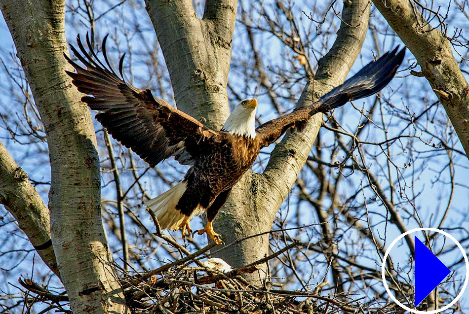 bald eagle leaving its nest