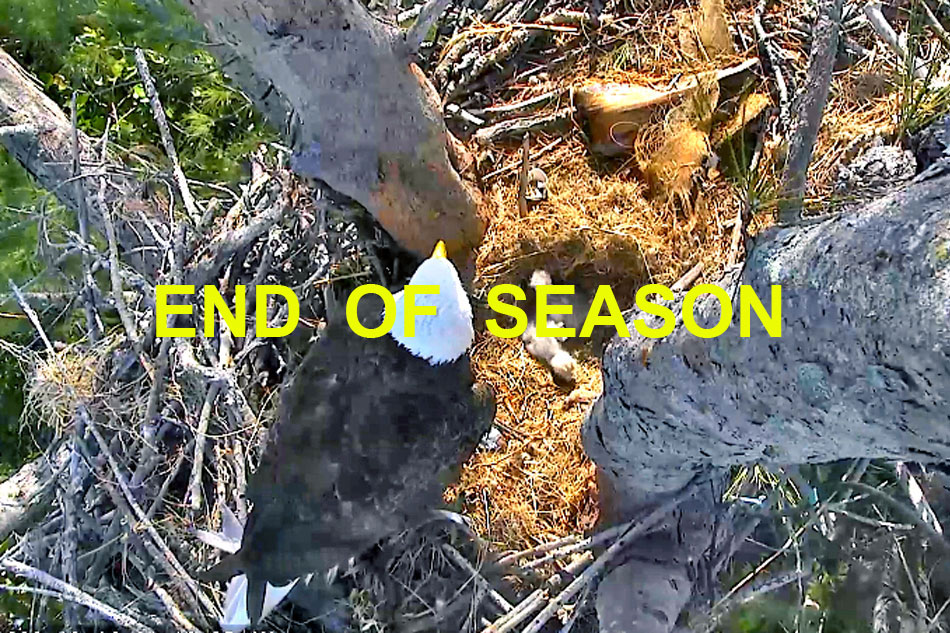 Bald Eagle nest on captiva island