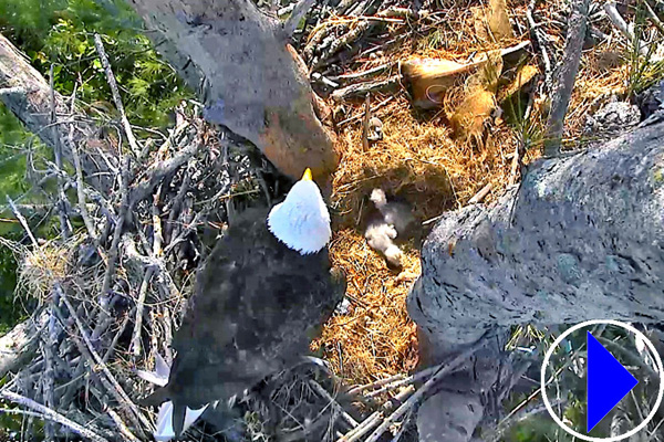 bald eagle nest on captiva island