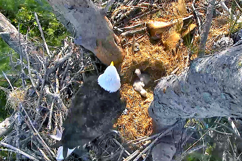 Bald Eagle nest on captiva island