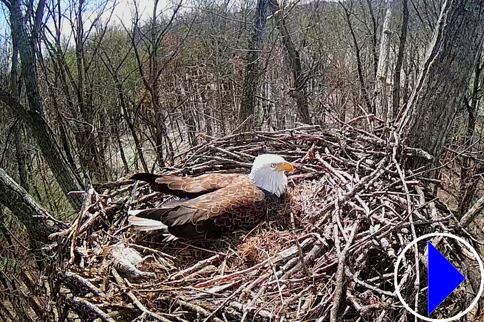 bald eagle in cincinnati