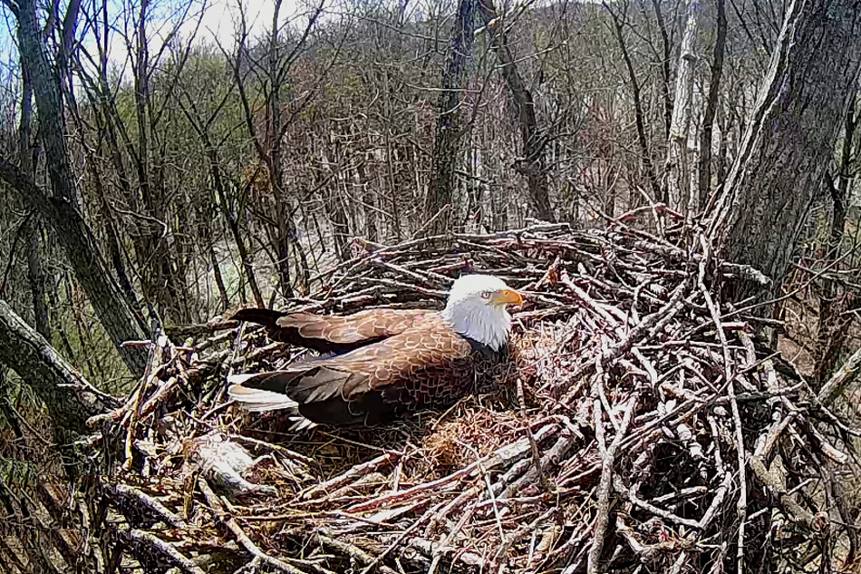 bald eagle nest in cincinnati