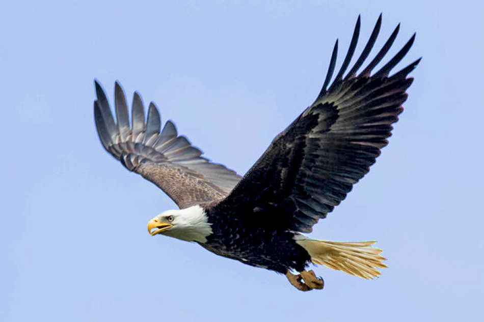 bald eagle flying