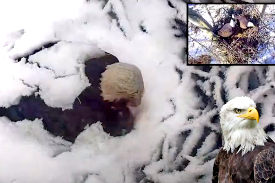 bald eagle covered in snow