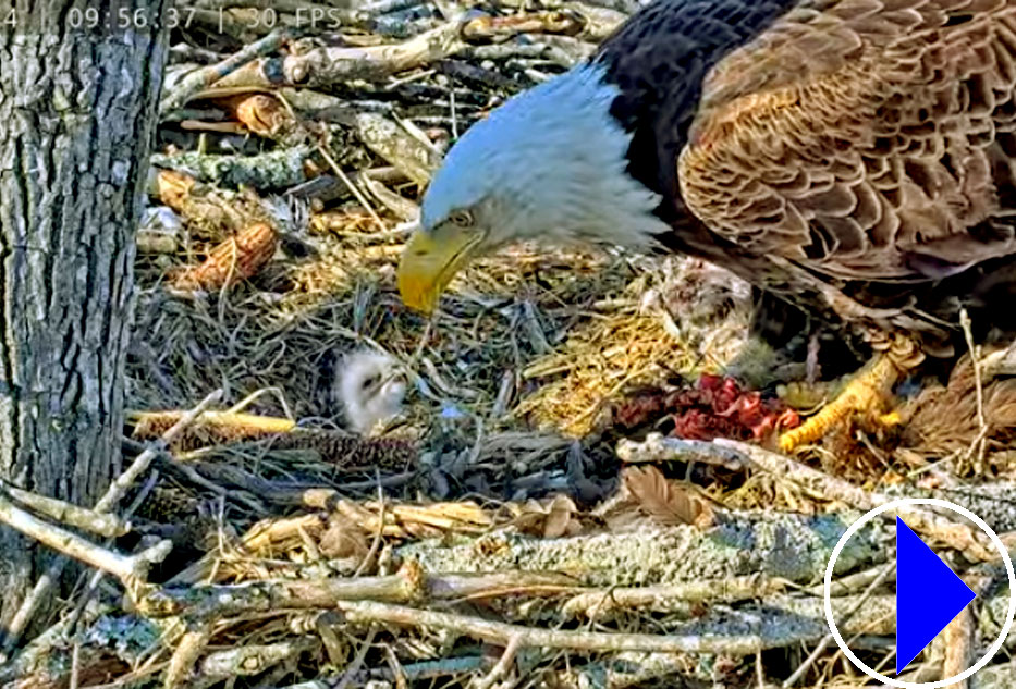 bald eagle on nest in virginia