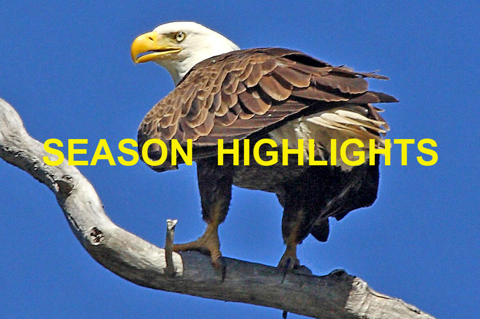 bald eagle in a tree