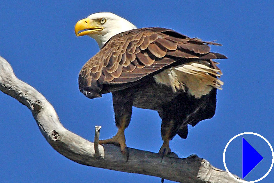 bald eagle in a tree