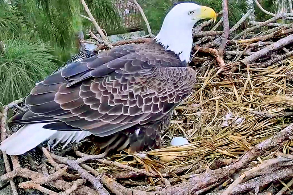 bald eagle on its nest