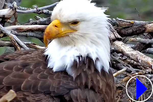 redding bald eagle on its nest