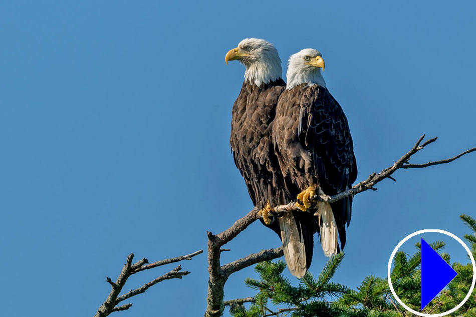 two bald eagles on a branch
