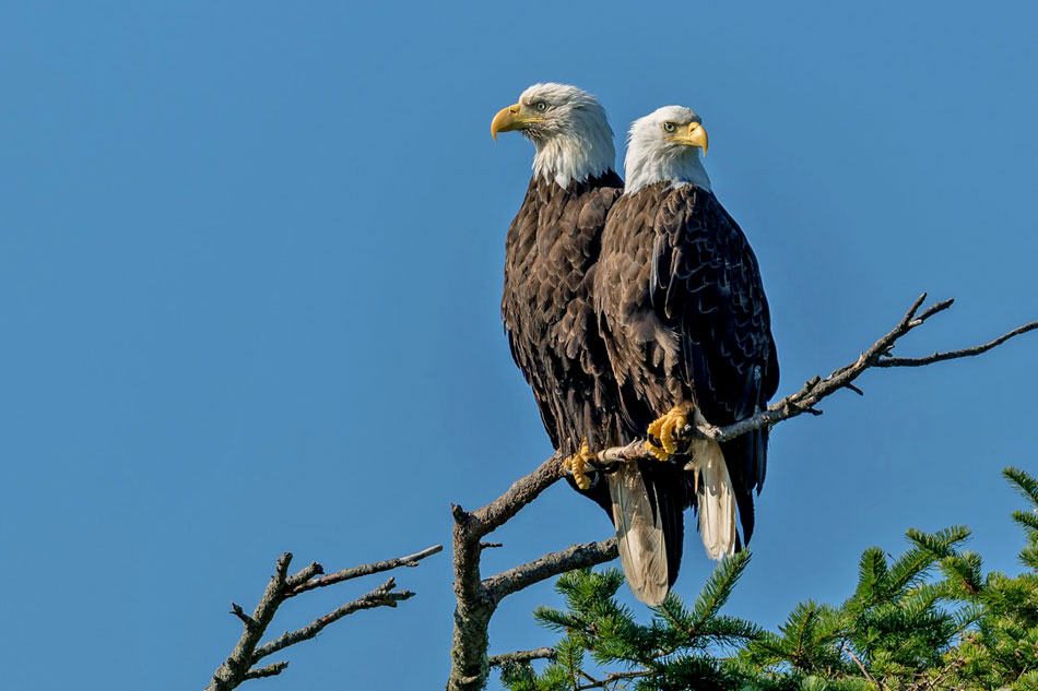 pair of bald eagles on a branch