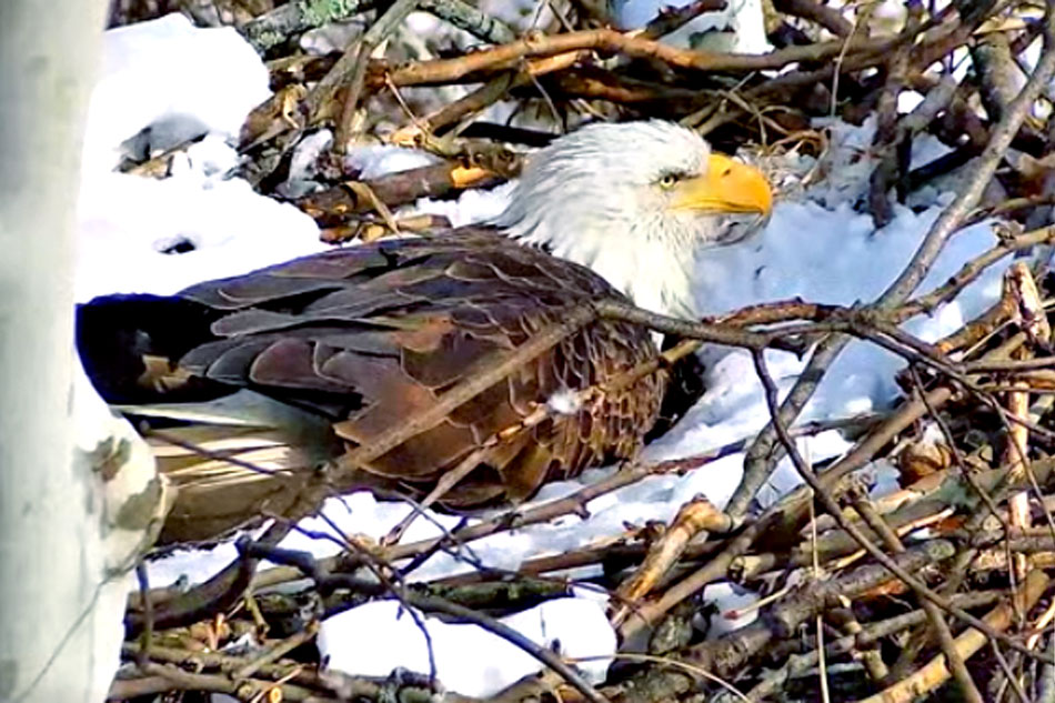 Bald Eagle on its nest