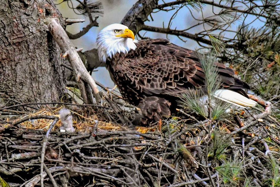 Bald Eagle on its nest