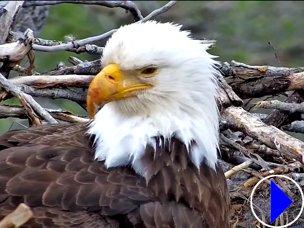 redding bald eagle on its nest