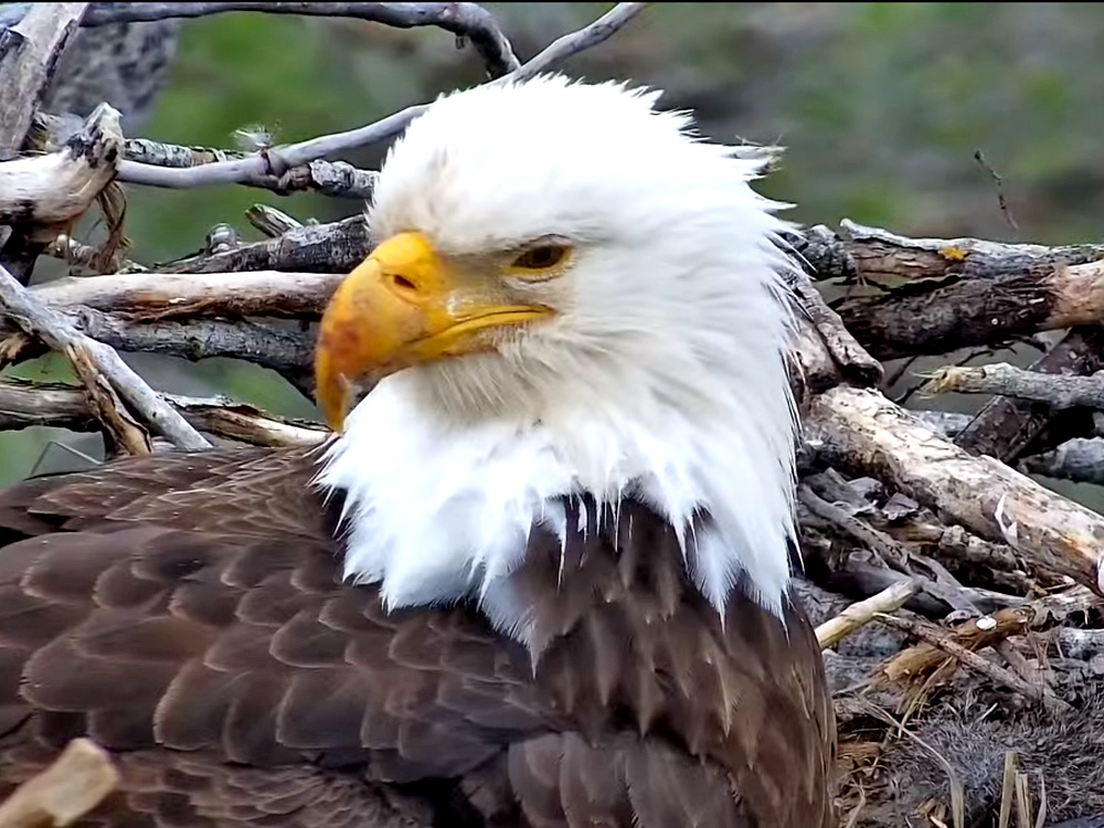 bald eagle in redding