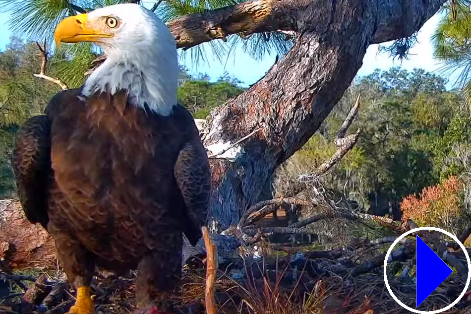 bald eagle in southwest florida