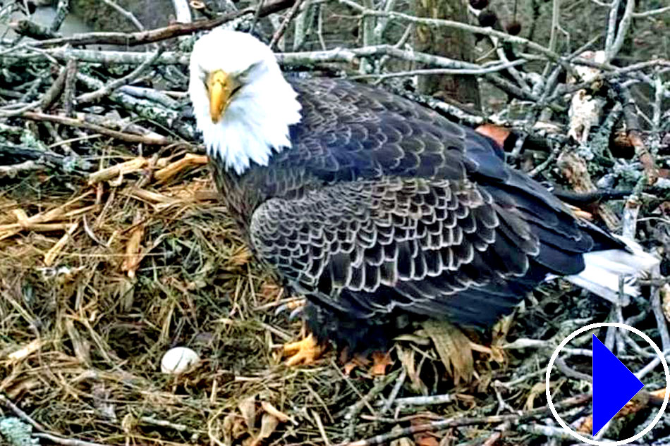 bald eagle nest in tennessee