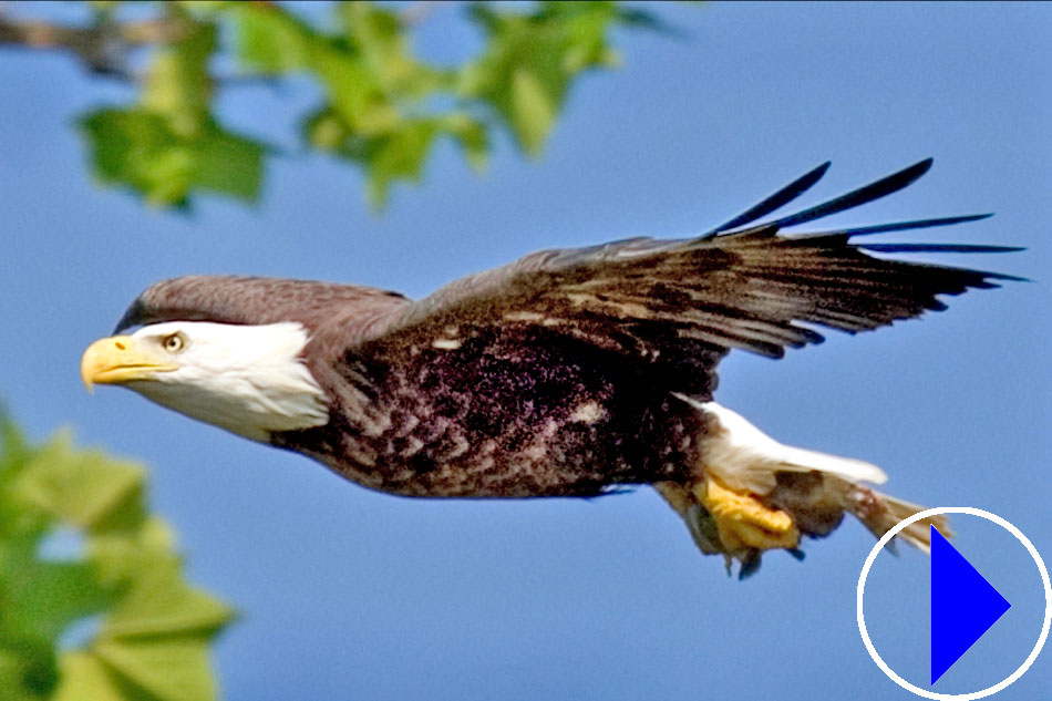 bald eagle in flight