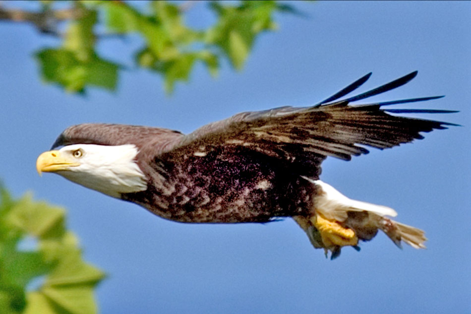 bald eagle in flight