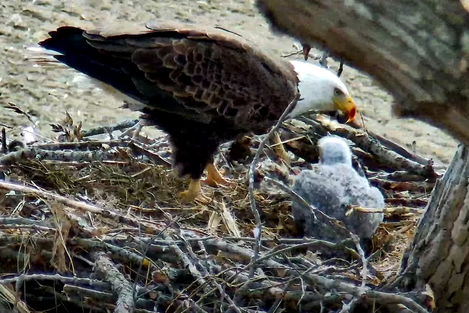 bald eagle nest in warsaw new york