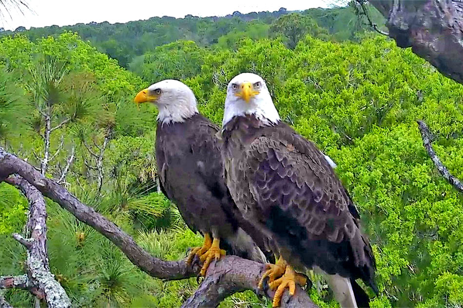 a pair of Bald Eagles