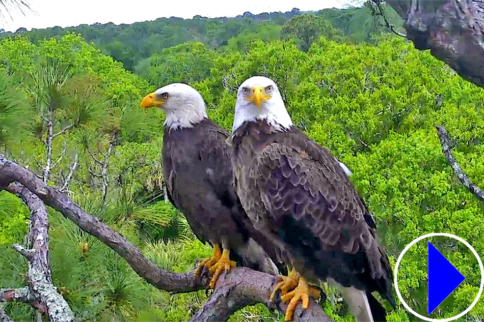 pair of bald eagles
