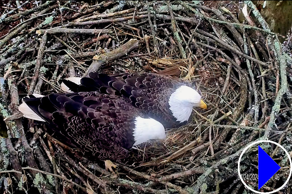 bald eagles in new jersey