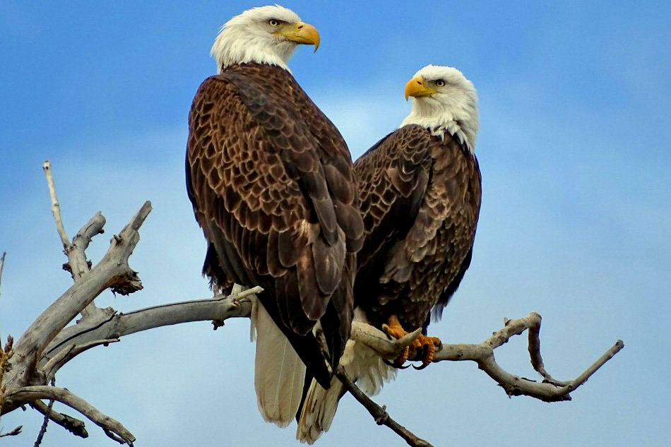 2 bald eagles on a tree branch