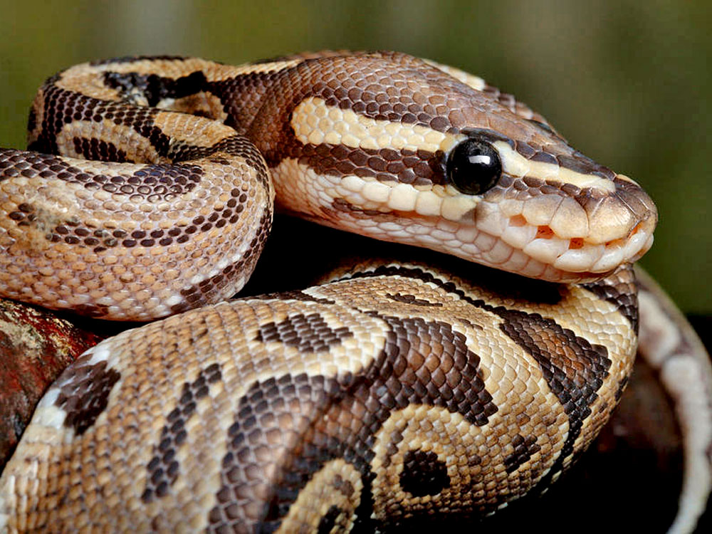 ball python coiled up