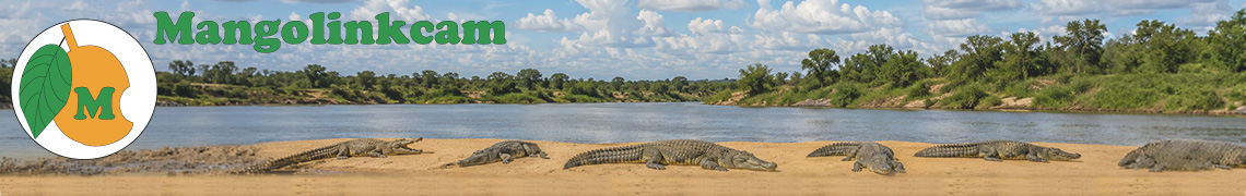 Mangolinkcam wildlife webcams
