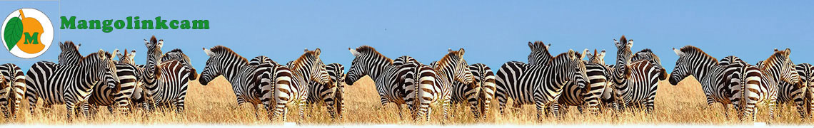 Mangolinkcam wildlife webcams